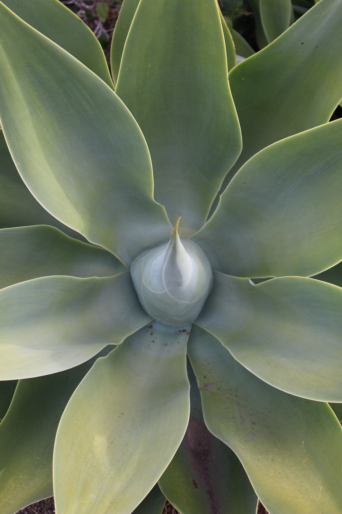 succulent wisdom